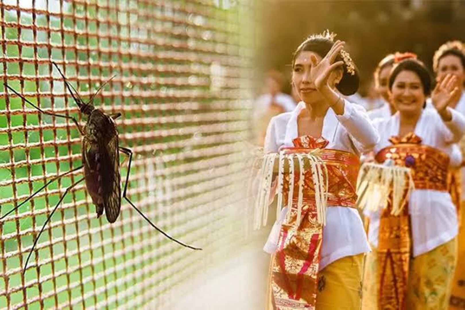 Kurang Informasi dan Sosialisasi, Denpasar dan Buleleng Tolak Penyebaran Nyamuk Wolbachia