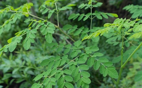 Ini Perbedaan Daun Kelor dan Daun Katuk: Mirip Sekilas, Beda Manfaatnya