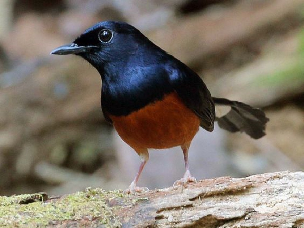 Cara Munculkan Kicauan Terbaik dari Burung Murai, Salah Satunya dari Porsi Makanan  