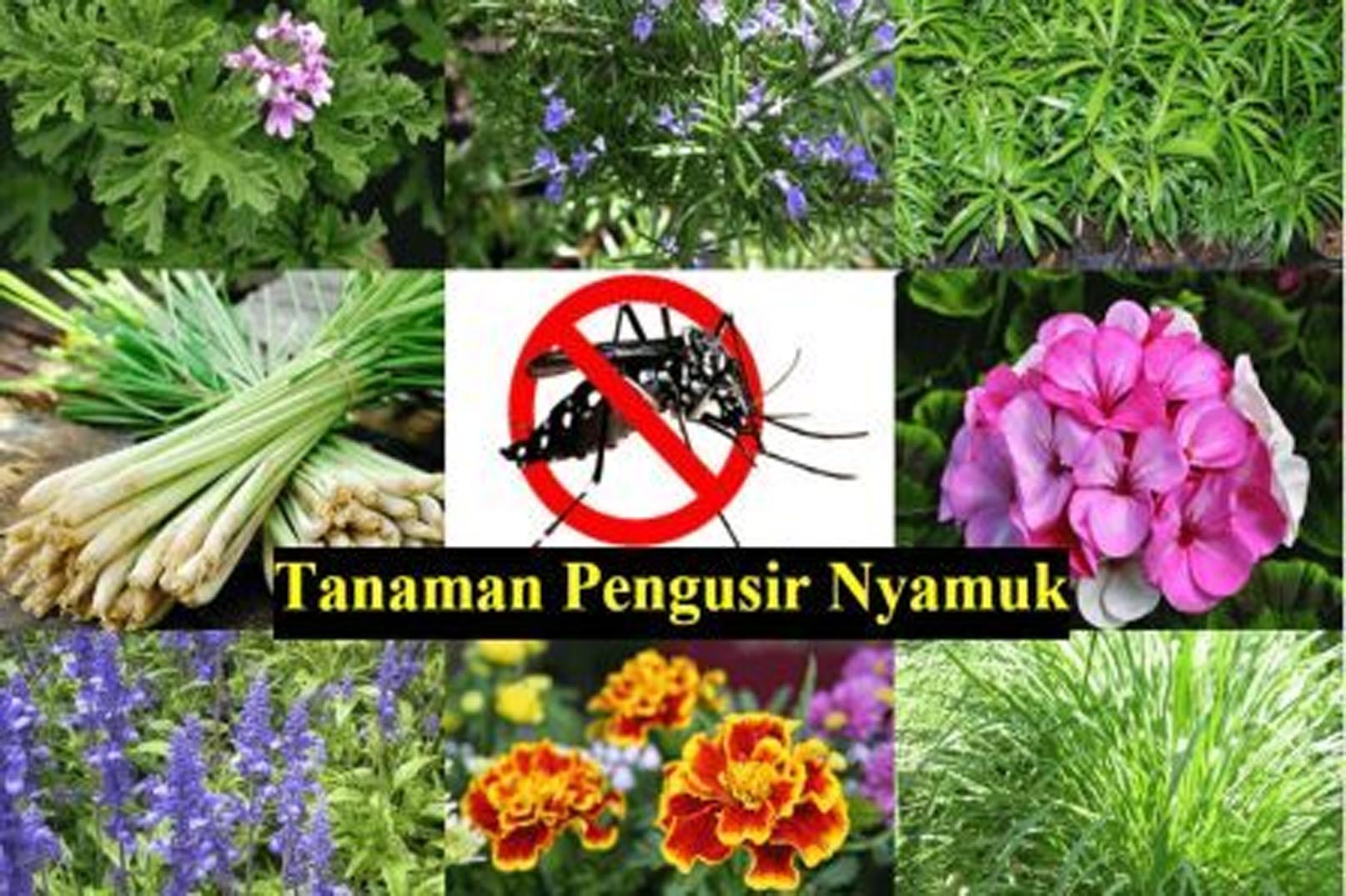 Fakta Tentang Nyamuk, 7 Tanaman yang Dapat Mengusirnya dari Rumah Anda