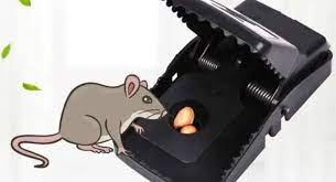  Layak Dicoba! 7 Bahan Alami Ini Dipercaya Bisa Mengusir Tikus dari Rumah