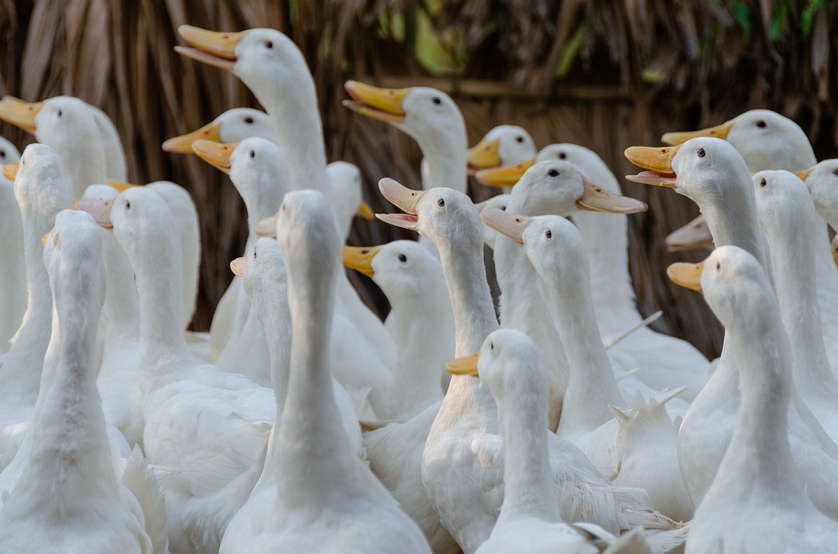 Cara Budidaya Bebek Peking, Sukses 40 Hari Panen