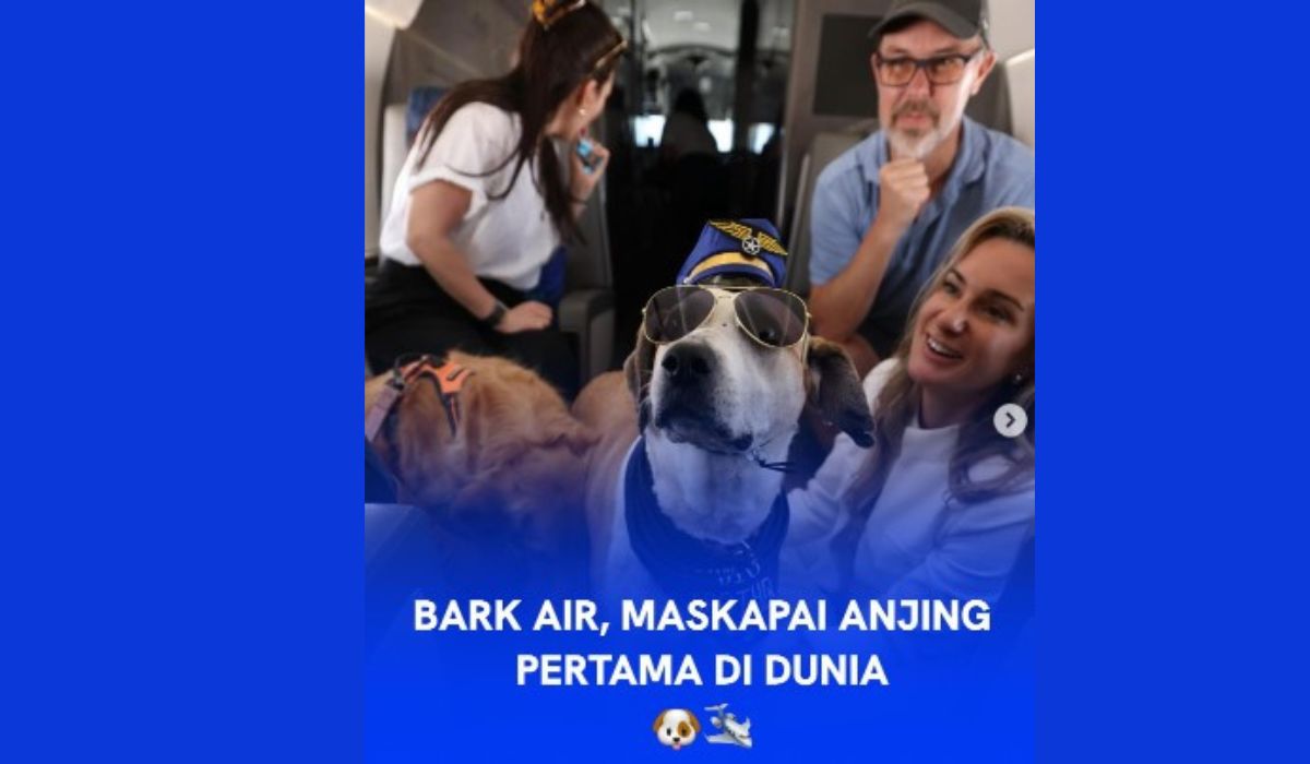 BARK Air, Maskapai Penerbangan VVIP untuk Anjing Kesayangan