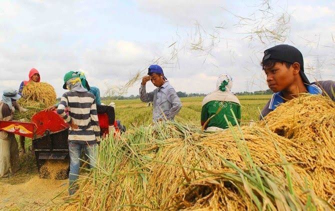 Petani Tak Menikmati Kenaikan Harga Beras, Henry Saragih: Perusahaan Besar yang Banyak Untung!