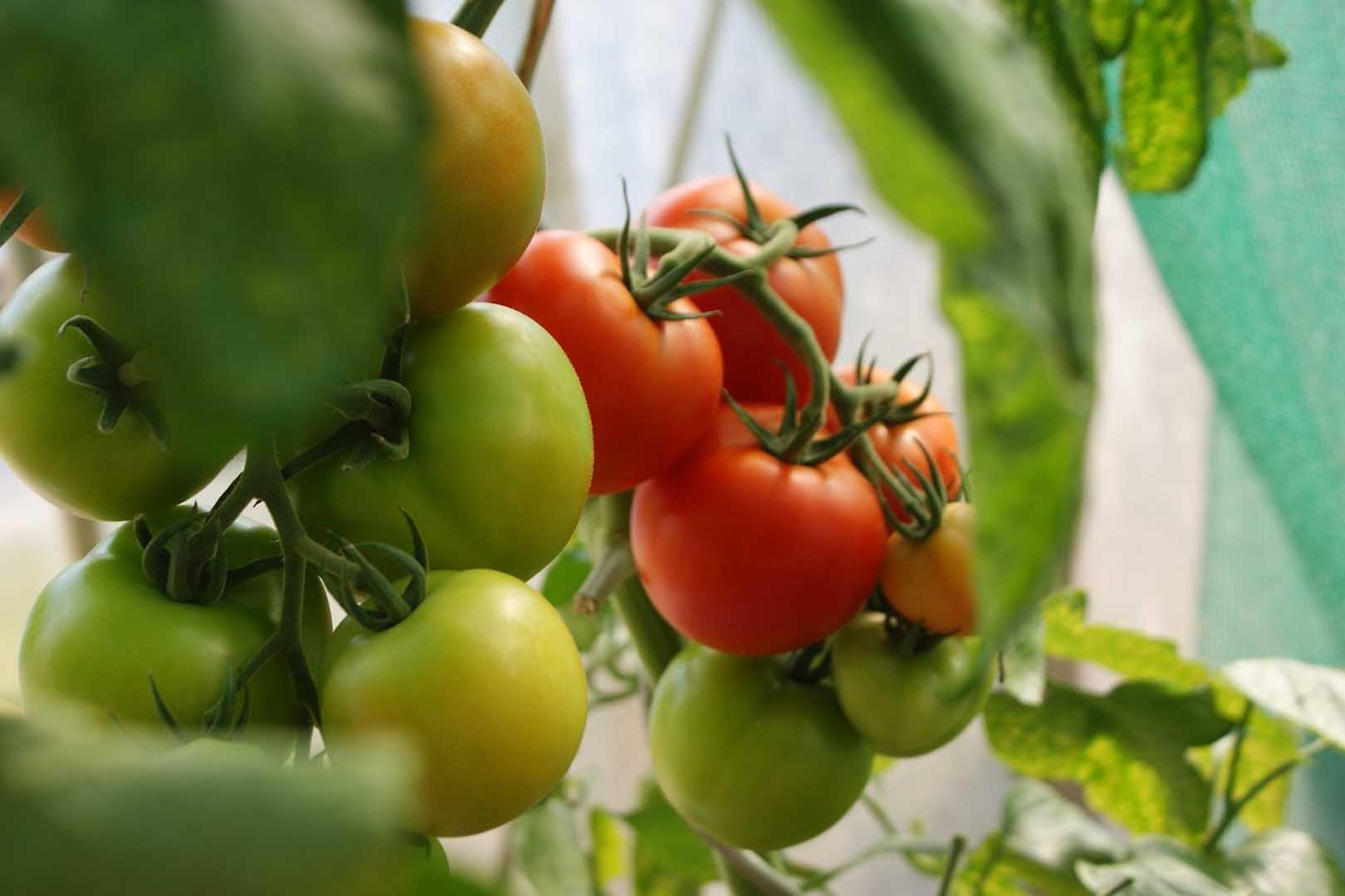 Yuk, Kenali Manfaat Serta Kandungan Yang Ada Pada Buah Tomat