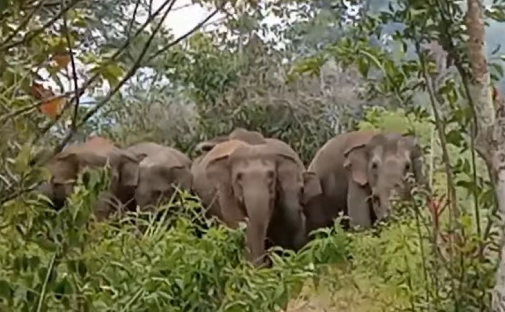  Seorang Lansia Tewas Diserang Puluhan Gajah Liar yang Ngamuk Masuk Pemukiman di Lampung