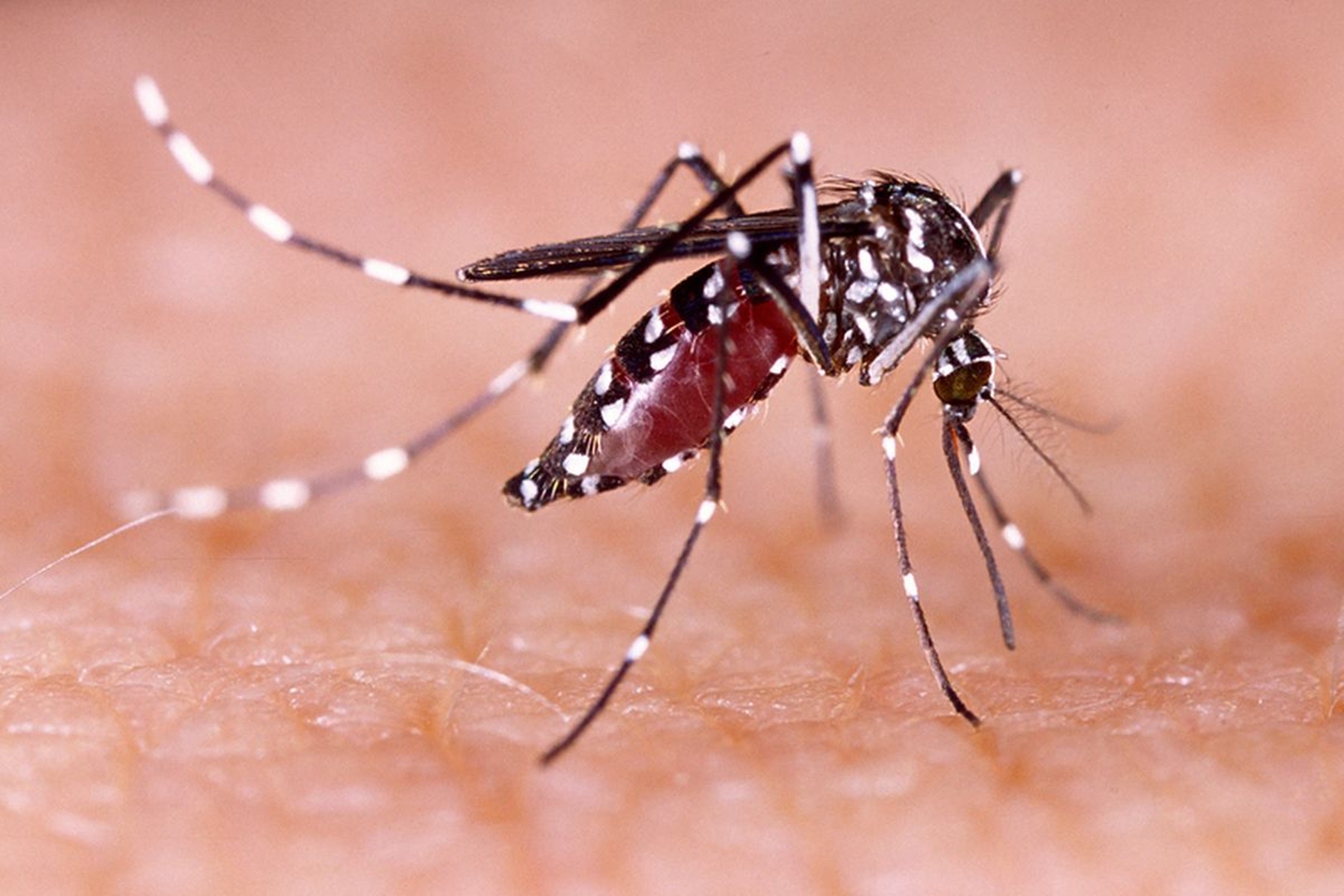 Nyamuk Wolbachia, Solusi Inovatif Penanggulangan Penyakit Demam Berdarah Dengeu