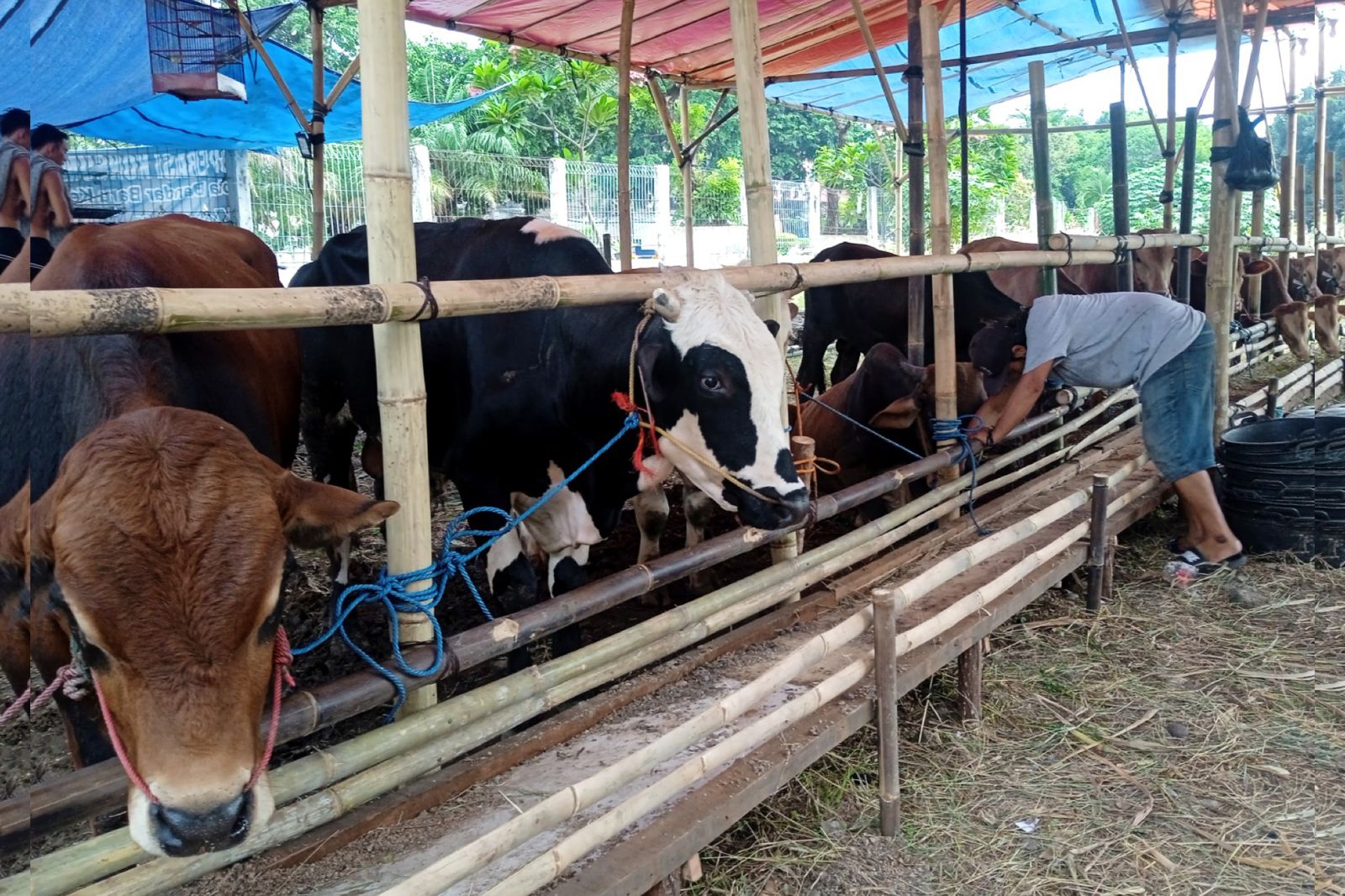 Pemkot Jakpus Pastikan Hewan Kurban di 71 Lokasi Penjualan Bebas dari Penyakit Berbahaya