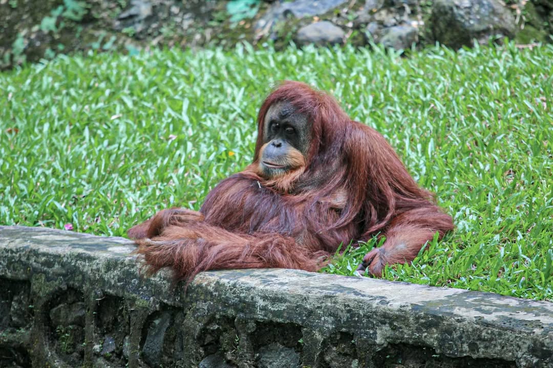 Ada Penghuni Baru di Kebun Binatang Ragunan, Kuy Ditonton Mumpung Libur Natal dan Tahun Baru