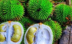  Mengenal Durian Hijau, Varietas Durian Istimewa Dengan Aroma dan Rasa yang Unik