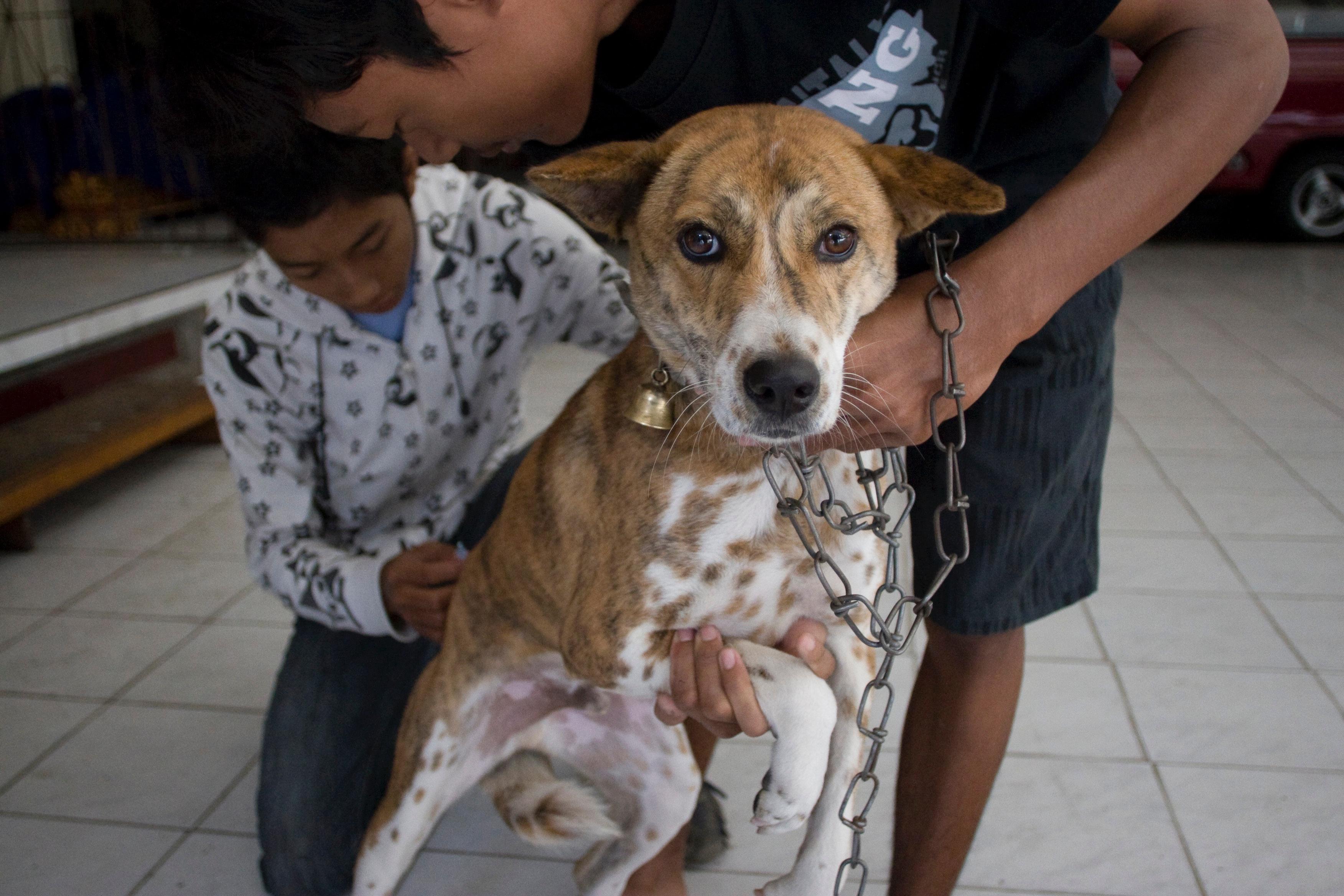 Pahami! Kenali Gejala Rabies dan Cara Mencegahnya untuk Terhindar dari Dampak Fatal