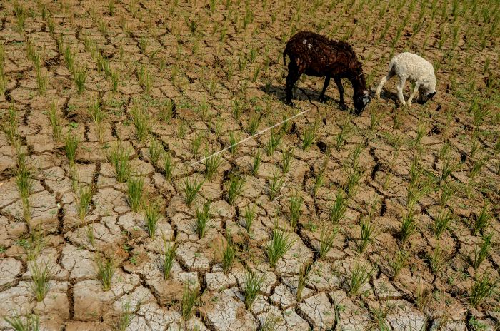 Waspada! Kabupaten Bogor, Bekasi, Garut Siaga Darurat Kekeringan