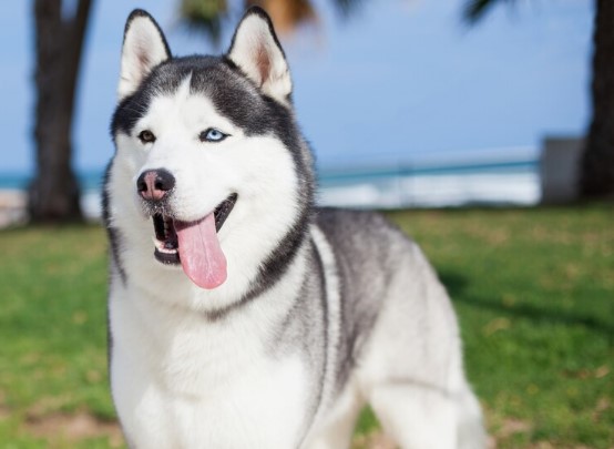 Jangan Sepelekan! Hal - hal yang Harus Diperhatikan Jika Ingin Memelihara  Anjing Siberian Husky