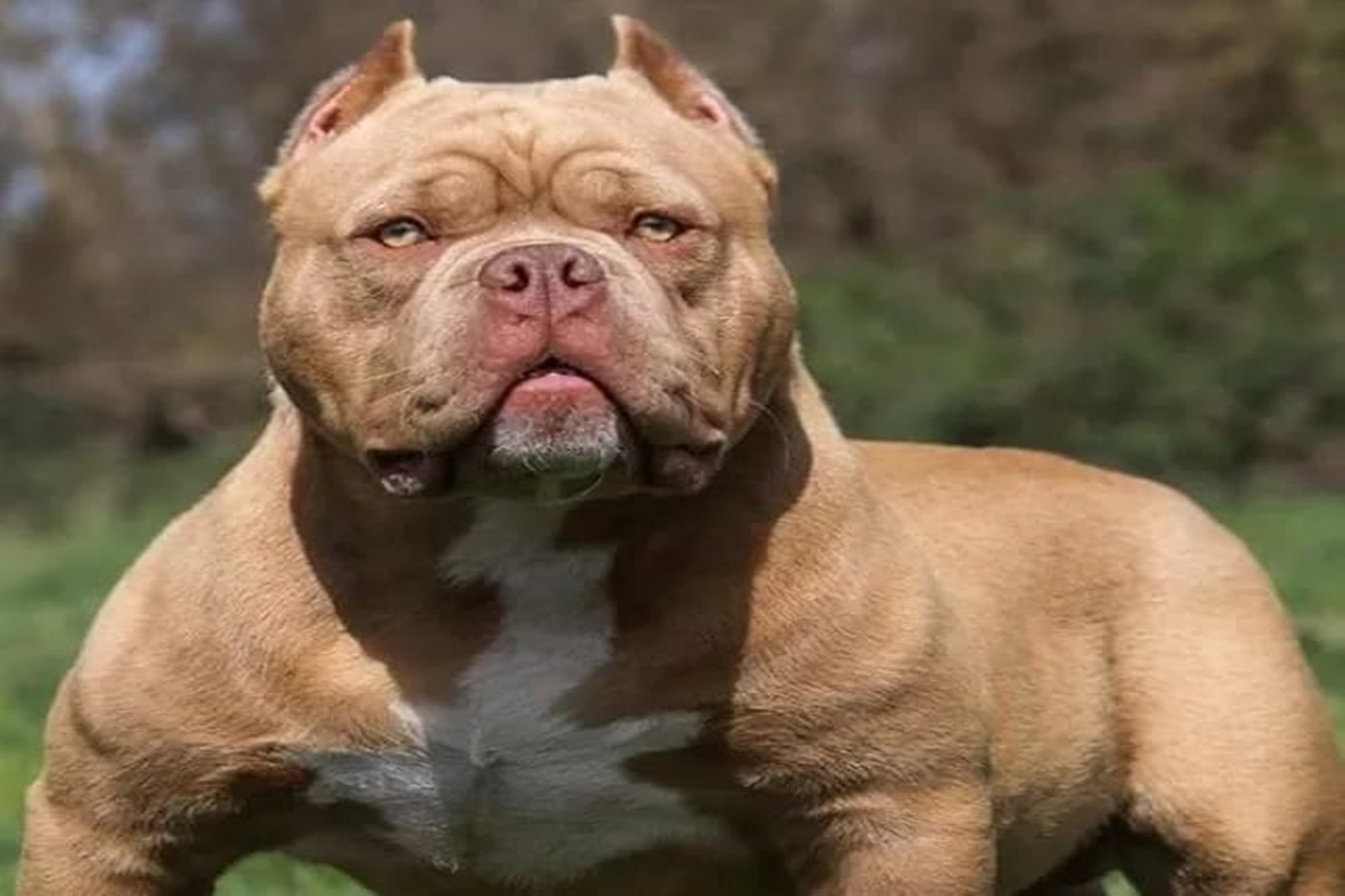 6 Fakta Menarik Yang Harus di Ketahui Sebelum Memutuskan Memelihara Anjing Pitbull