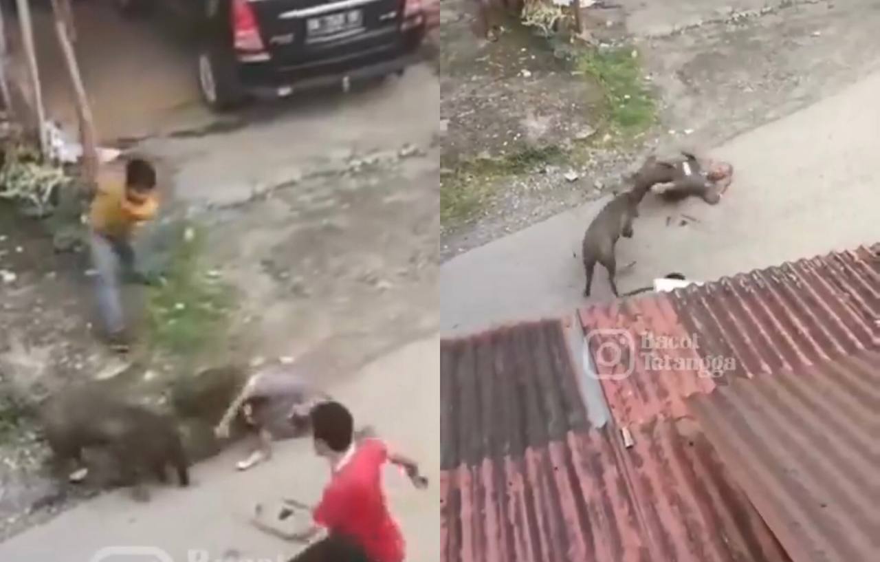 Viral! Seekor Babi Hutan Ngamuk dan Serang Warga Secara Brutal di Padang, Korban Alami Luka Serius