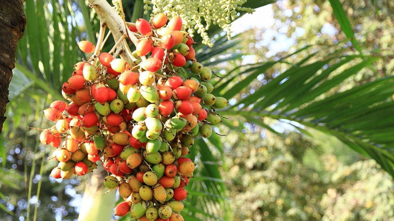 Tidak Banyak yang Tahu, Buah Satu Ini Punya Banyak Manfaat Kesehatan