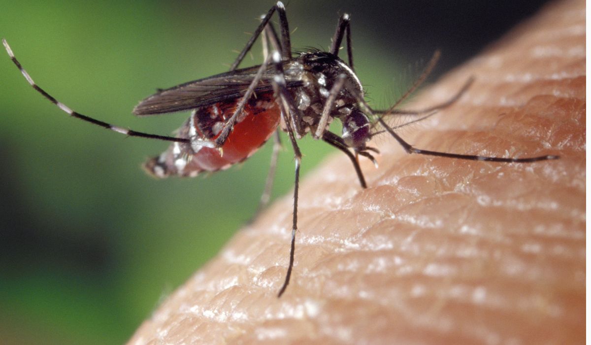 Peneliti Ungkap Dampak Gigitan Nyamuk Wolbachia kepada Manusia yang Menimbulkan Bentol, Apakah Bahaya?