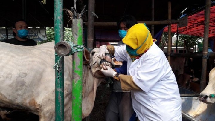8 Sapi Kurban di Tangerang Terkena Cacing Hati, Dagingnya Layak Dikonsumsi? Ini Penjelasannya