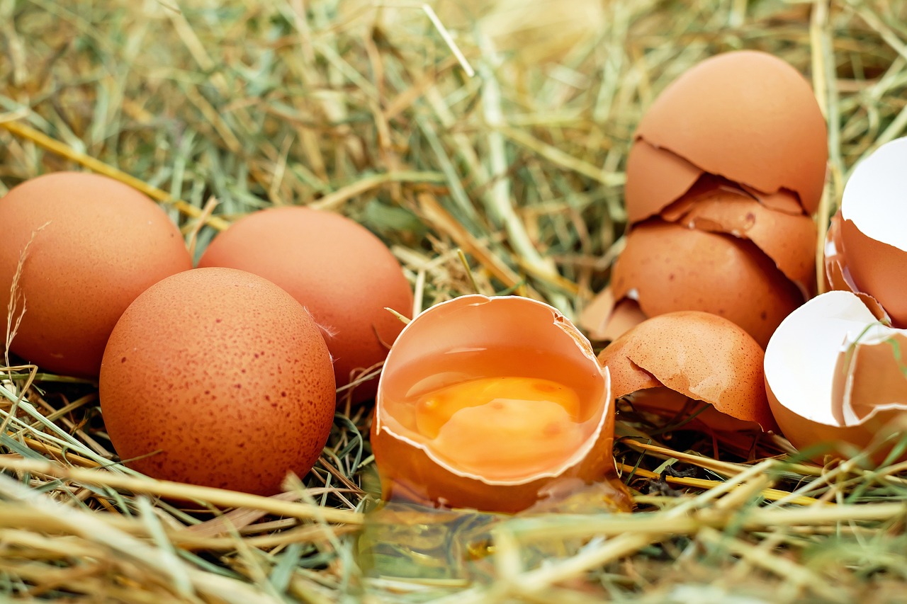 Ketahui Manfaat Telur Ayam Kampung Untuk Kesehatan 