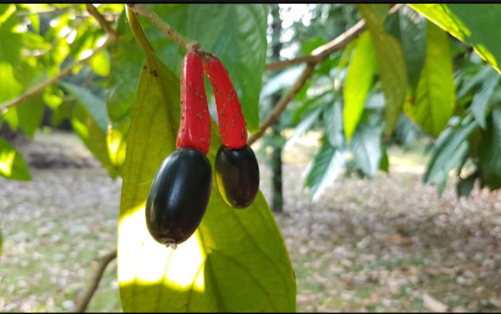 Flora Endemik Langka Dehaasia Ditemukan di Taman Nasional Meru Betiri, Jember