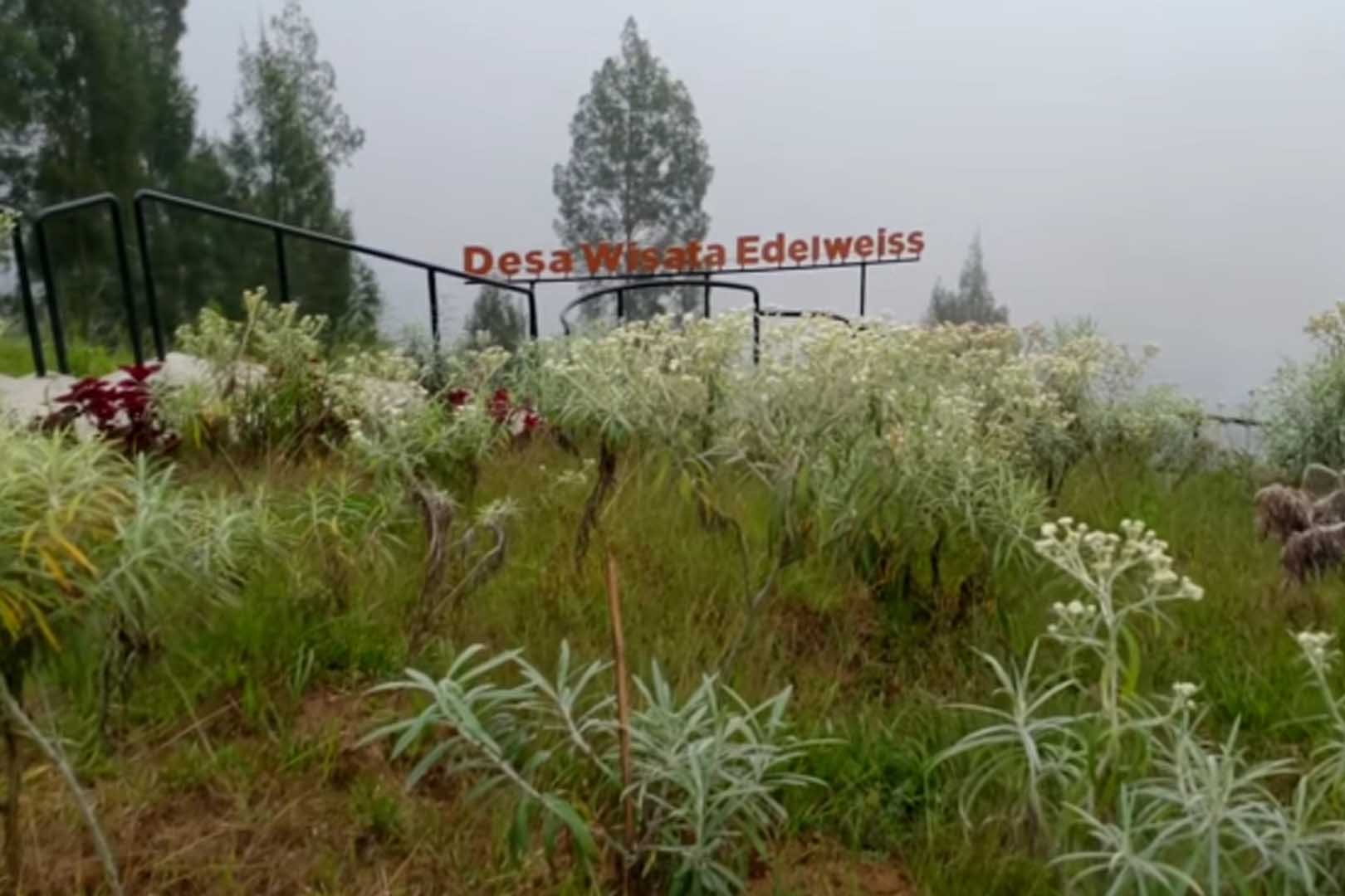 Taman Bunga Abadi Edelweis: Pusat Edukasi dan Konservasi di Gunung Bromo