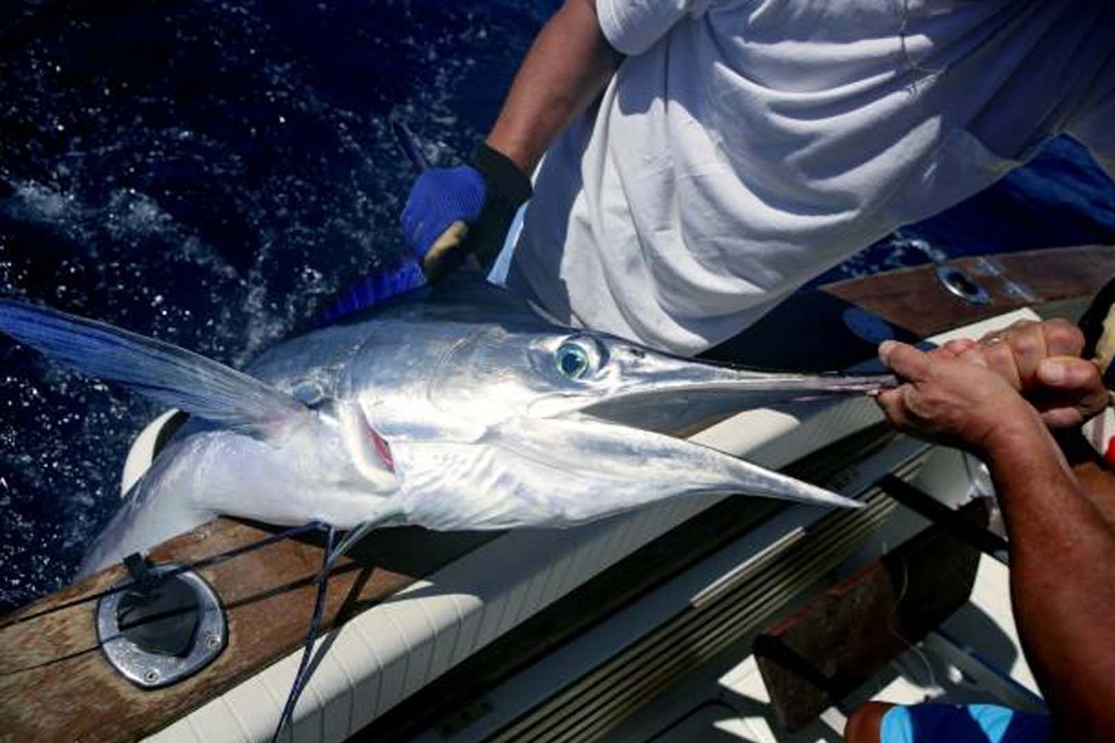 Pengalaman Tak Terlupakan Memancing Black Marlin di Krui, Pesisir Barat, Lampung