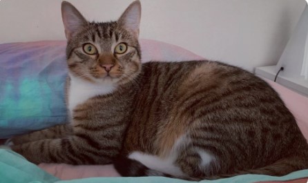 Kucing Mixdom, Ciri-ciri Kucing Ras Campuran yang Imut dan Menggemaskan