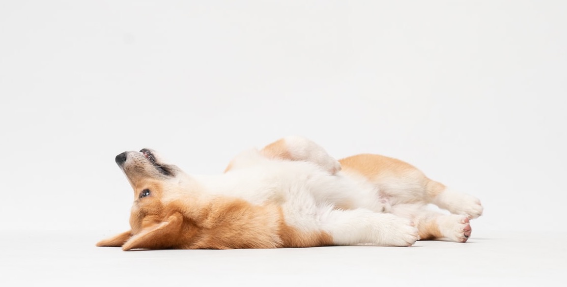  Simak Tentang Anjing welsh Corgi Dan 6 Fakta Menarik Yang Penuh Cinta