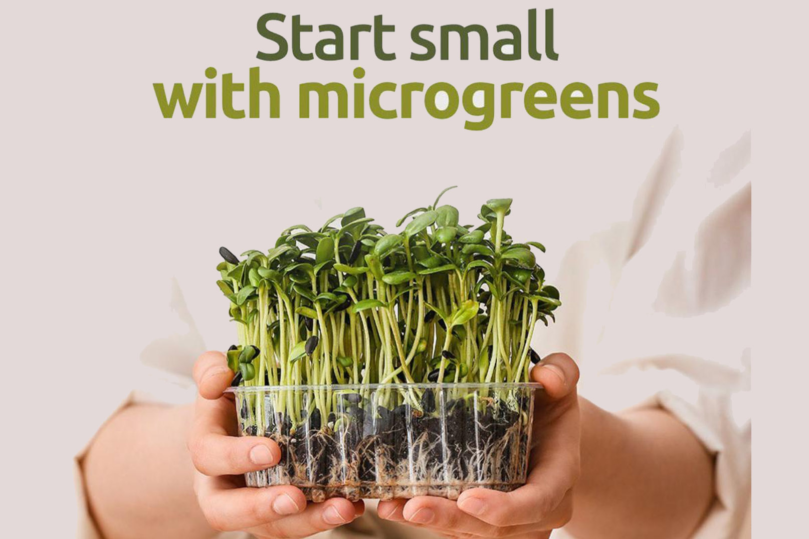 Mengenal Microgreens, Sayuran Hijau Mungil yang Kaya Manfaat bagi Kesehatan Tubuh