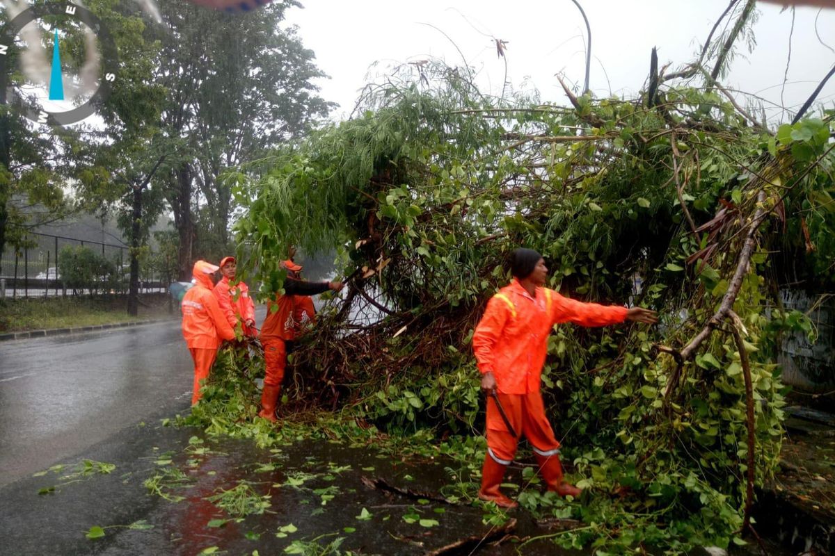 Jakarta Diguyur Hujan Deras Disertai Angin Kencang 6 Juli 2024, 4 Pohon Tumbang 