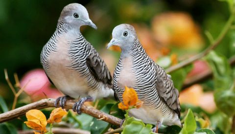 Cek Fakta! Terapi Suara Burung Perkutut Bisa Sembuhkan Penyakit?