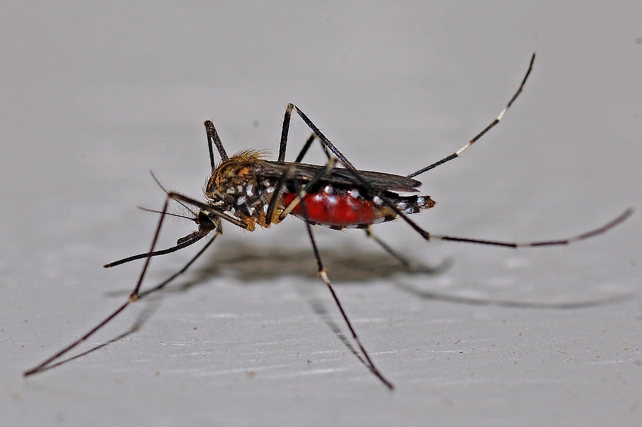 Waspada! Penyakit Malaria Yang Bisa Tertular Dari Gigitan Nyamuk, Simak Gejala serta Pencegahannya