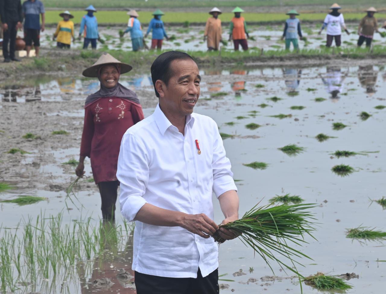 Kelakar Jokowi soal Harga Beras: Kalau Turun Saya Dimarahi Petani, Kalau Naik Saya Dimarahi Ibu-ibu! 