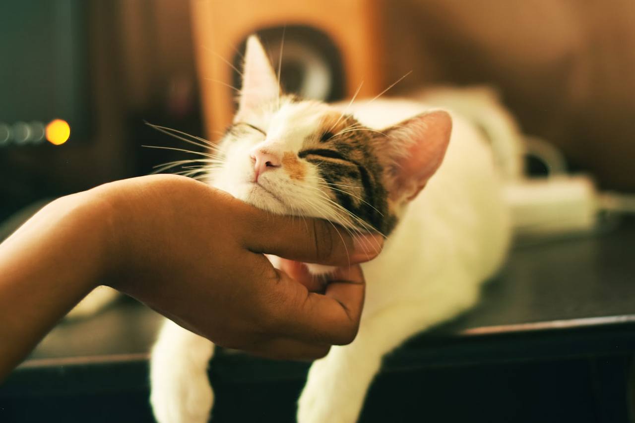 Mengenal 8 Cara Kucing Menunjukkan Kasih Sayang kepada Pemiliknya 