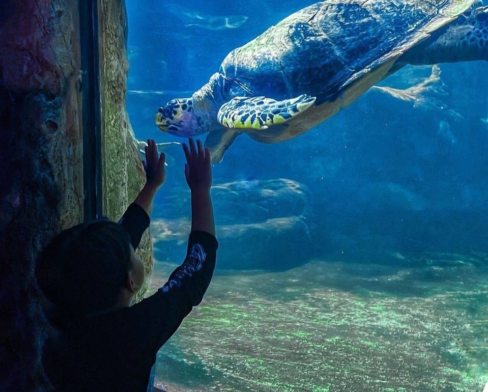 Wisata Seaworld Ancol, Memperkenalkan Keajaiban Bawah Laut di Tengah Ibukota