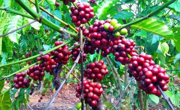 Harga Kopi Naik, Petani di Lampung Tak Menikmati