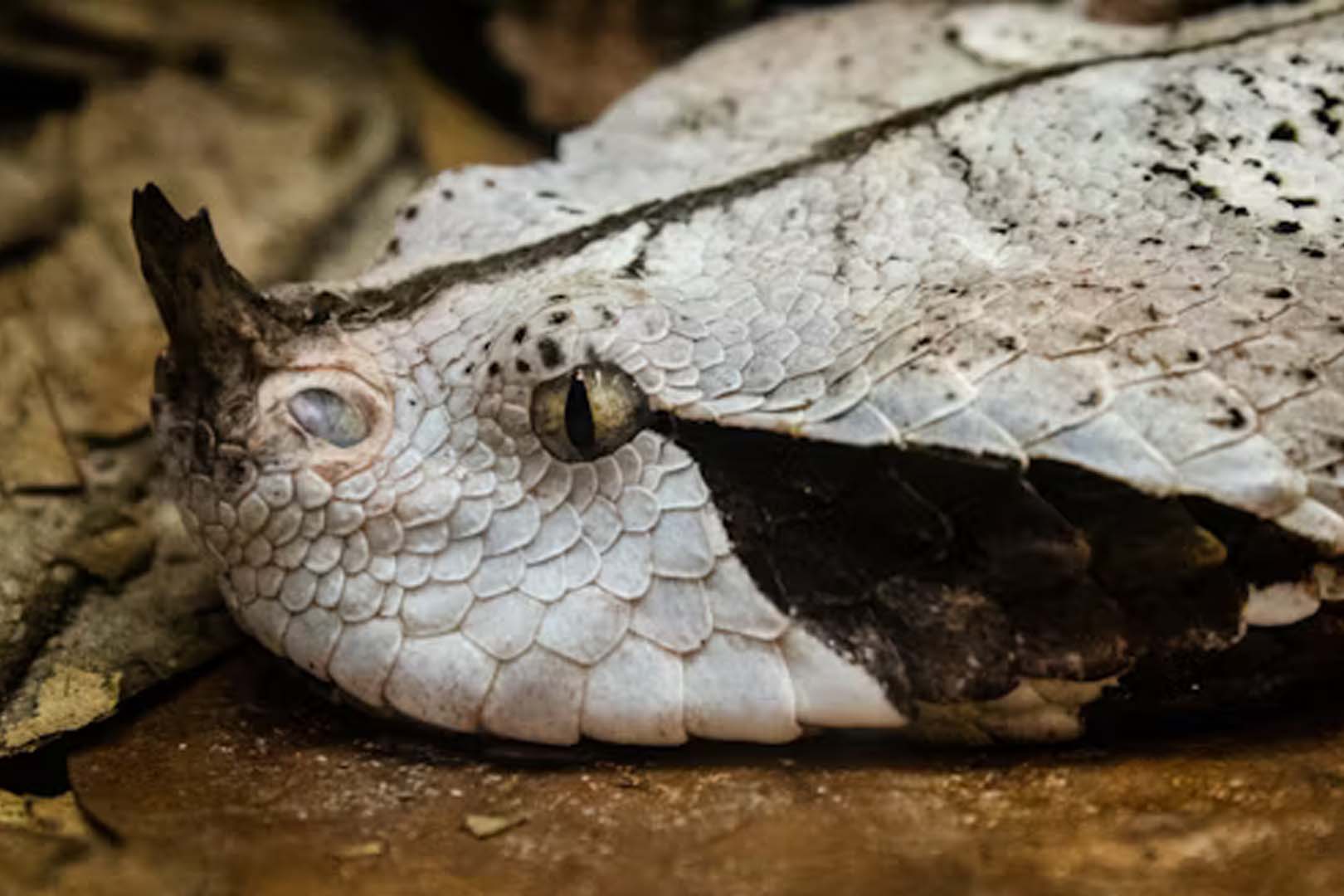 Mengenal Gabon Viper: Ular Mematikan yang Menakutkan di Hutan Gabon