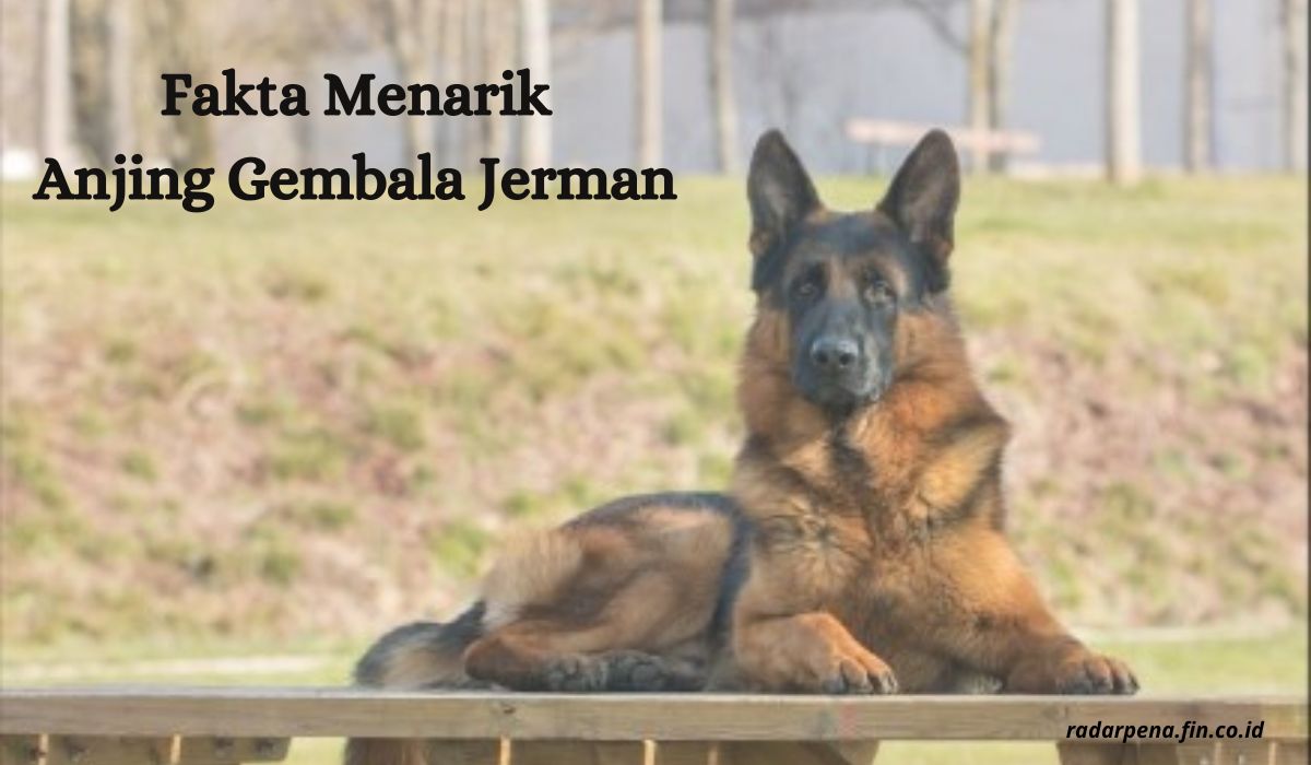 Anjing Gembala Jerman: Mengungkap Fakta Menarik dari Ras Penuh Kecerdasan