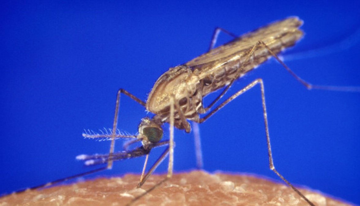 Kenali 4  Gejala  Malaria, Waspadai Menggigil Gejala Utama 