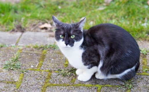 Pecinta Kucing Wajib Paham! Jenis - jenis Muntah Kucing Menurut Ahlinya