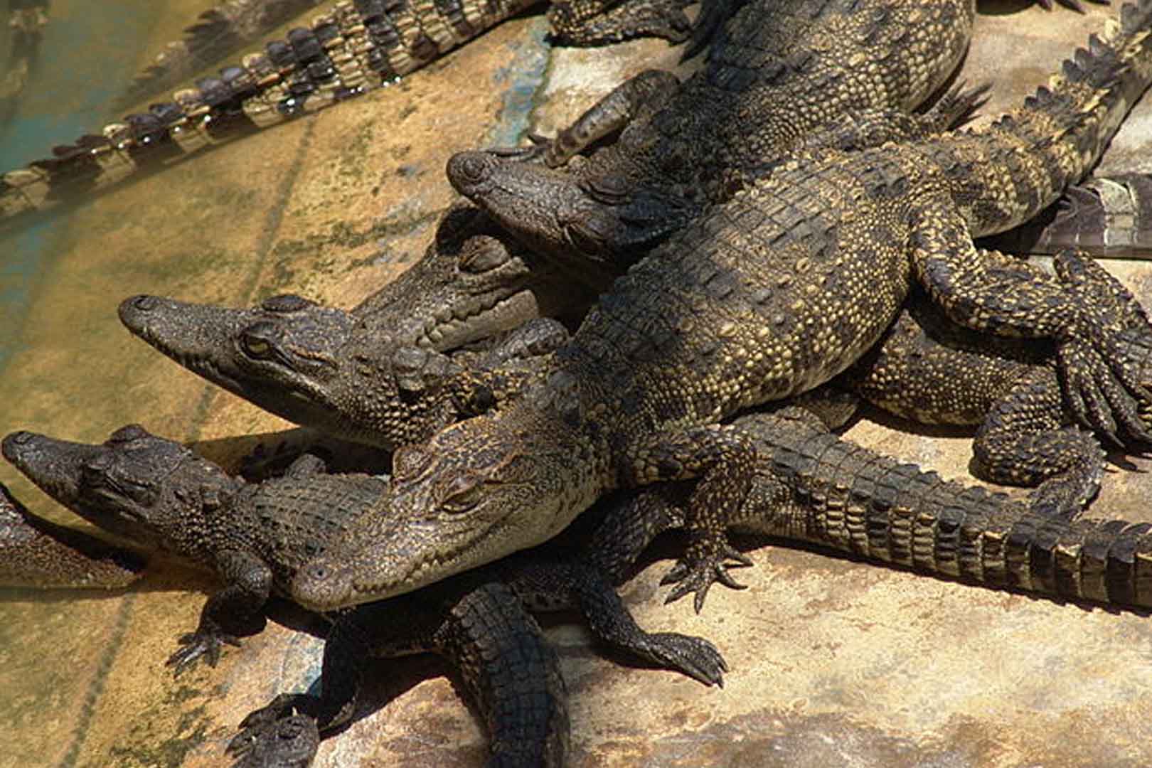 Ketahui semua Hal Tentang Buaya yang Jarang Diketahui Orang