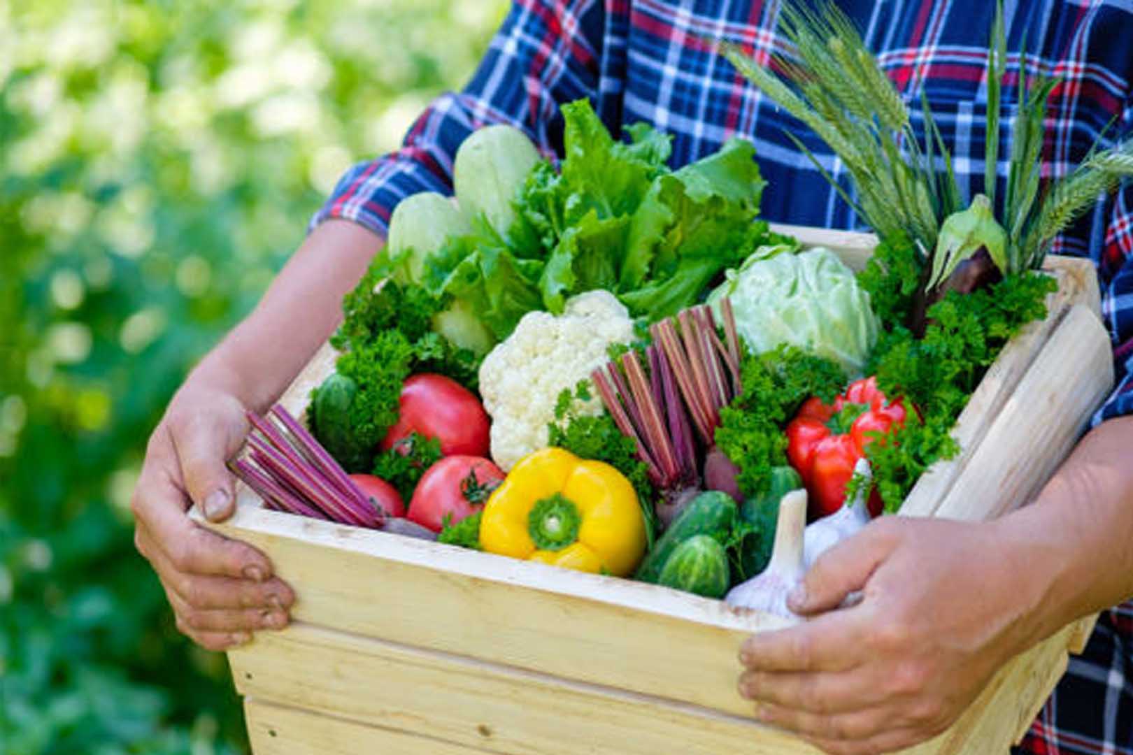 Sayur Box, Solusi Praktis dalam Menyediakan Sayuran Segar di Tengah Kesibukan