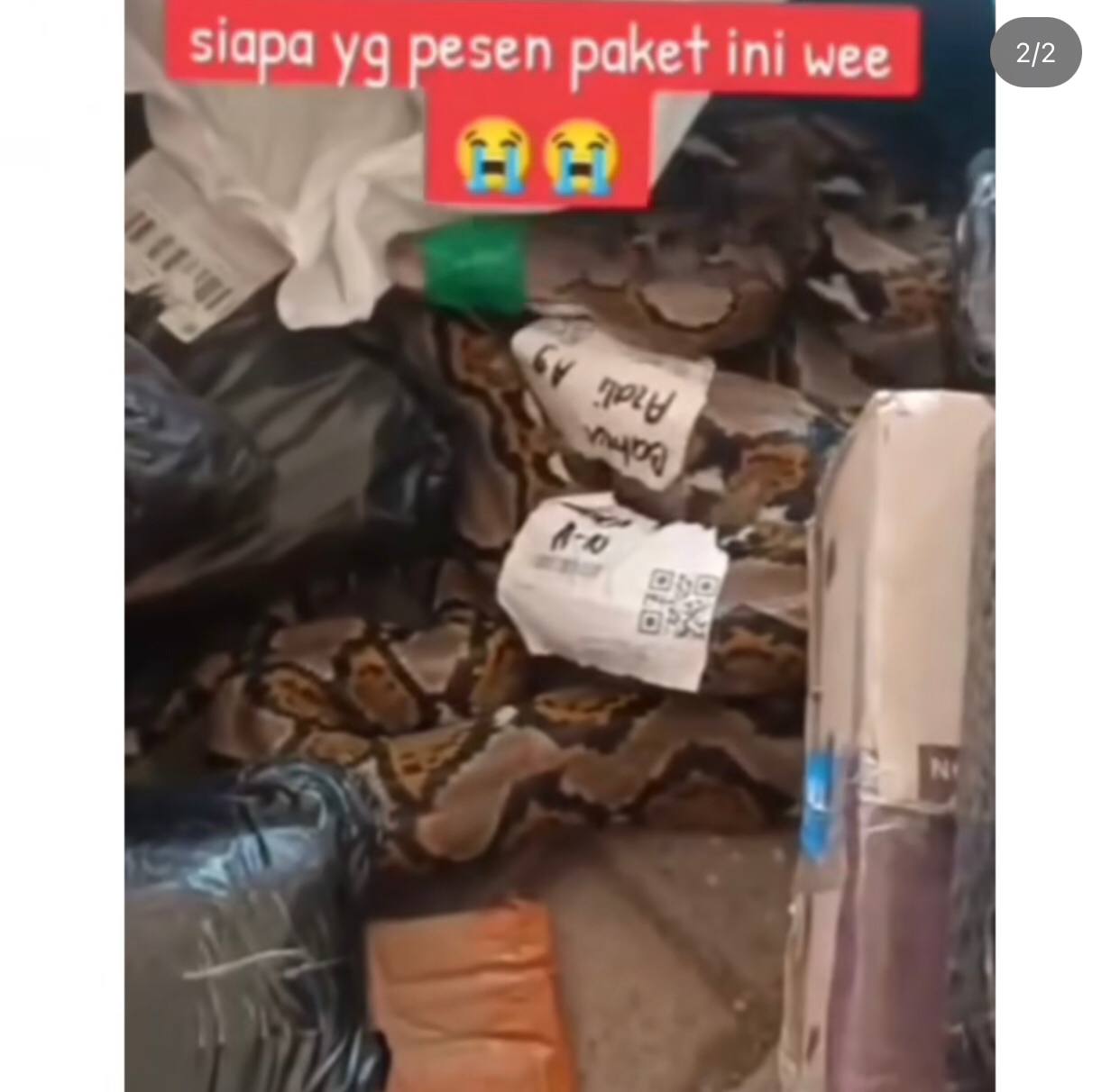 Bikin Kaget! Seorang Kurir Dapat Pesanan Paket Ular Besar Tanpa Kandang, Bikin Heboh Warganet