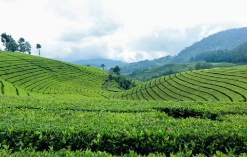 Wisata Kebun Teh Cipasung di Majalengka Cocok Jadi Tempat Healing, Keindahan Alam dengan Hamparan Hijau