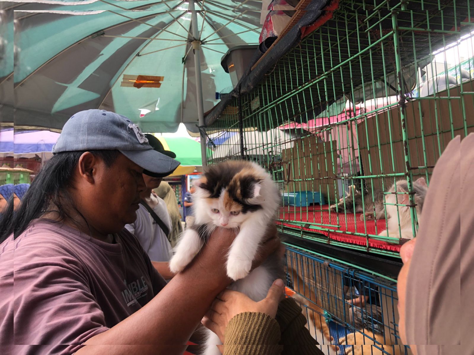 Cat Lovers Wajib Serbu! Kucing Kaki Pendek di Pasar Hewan Jatinegara, Harga Mulai dari Rp1,3 Jutaan