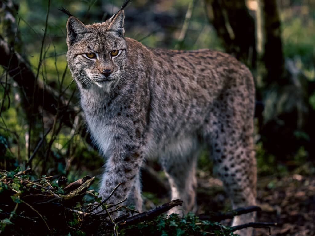 Kucing Lynx, Spesies Langka Yang Hampir Punah