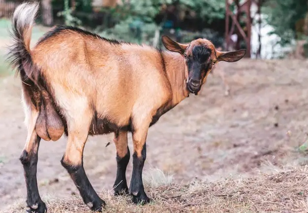 Torpedo Kambing Jadi Incaran Saat Idul Adha, Benarkah Dapat Meningkatkan Libido? Mitos atau Fakta?