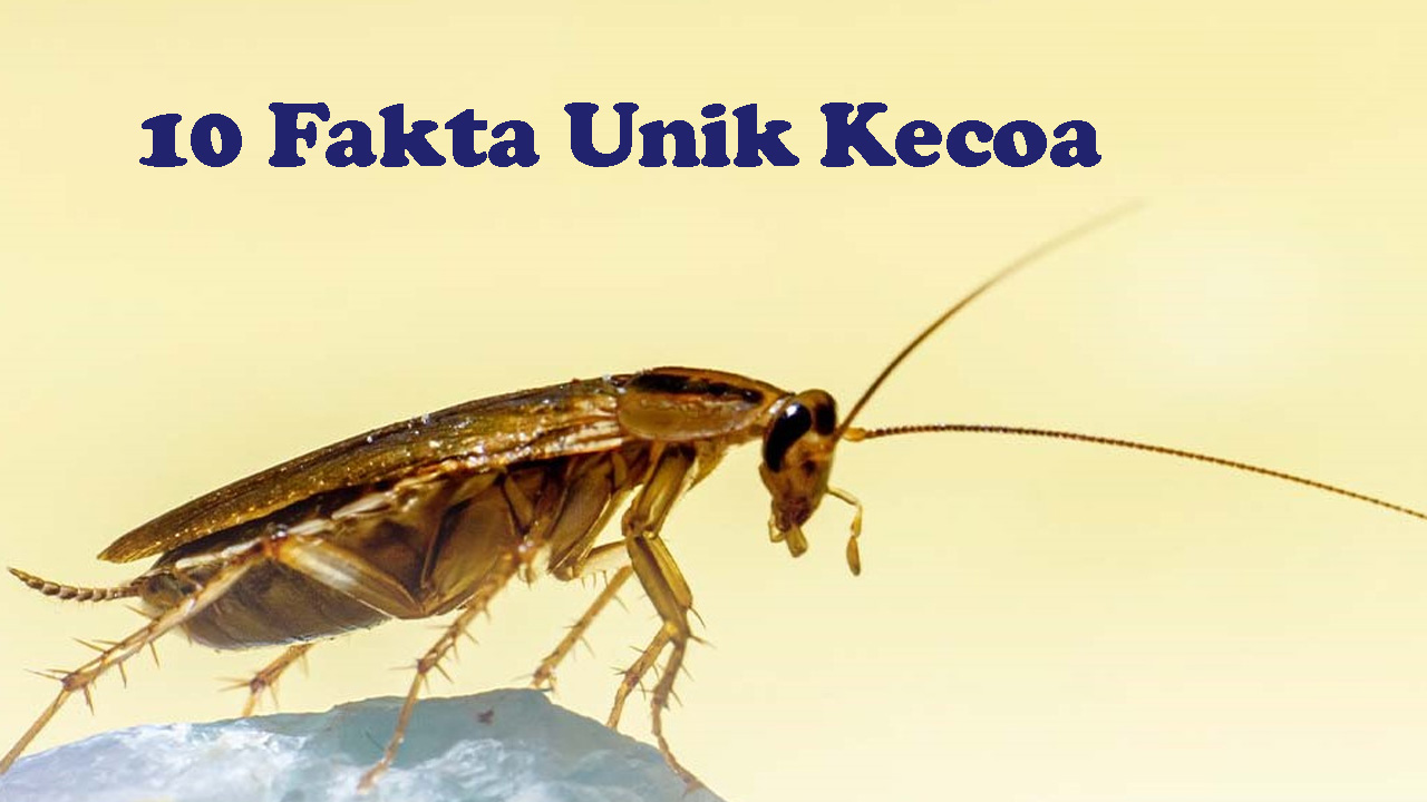 10 Fakta Tentang Kecoa: Serangga Tertua di Dunia!