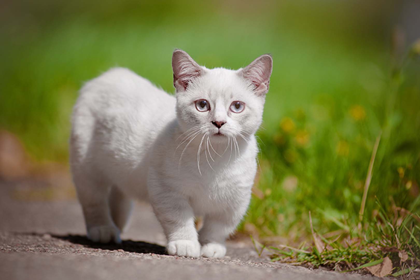 Faktu Unik Kucing Kaki Pendek, Kelainan Genetik yang Lucu dan Menggemaskan