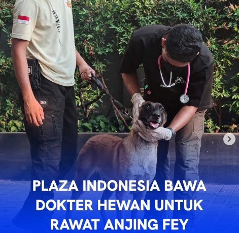 Rekaman Anjing Dianiaya Sekuriti Viral, Plaza Indonesia Panggil Dokter Hewan untuk Cek Langsung Kondisi Fey